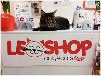 Un gatto tigrato sdraiato sul bancone del negozio, sopra la scritta Leoshop only4cats