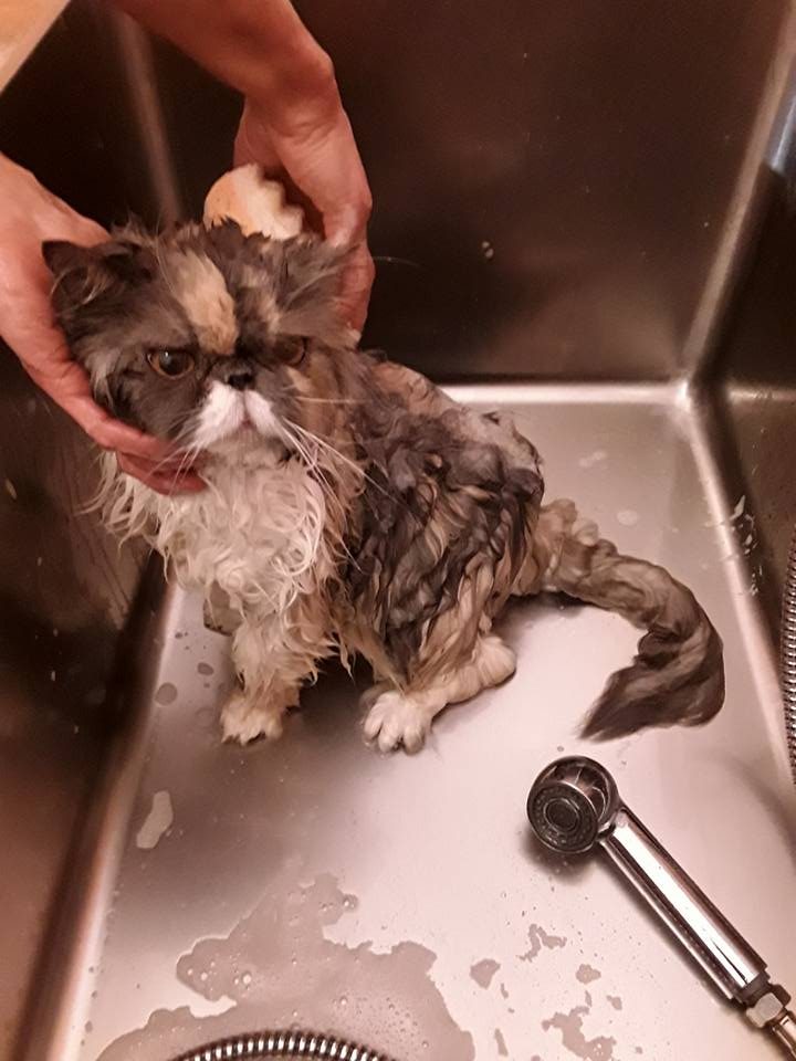 Un gatto persiano durante il bagno nella vasca del salone di toelettatura